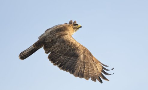 buizerd 3-7-2025 evening 1-1.jpg