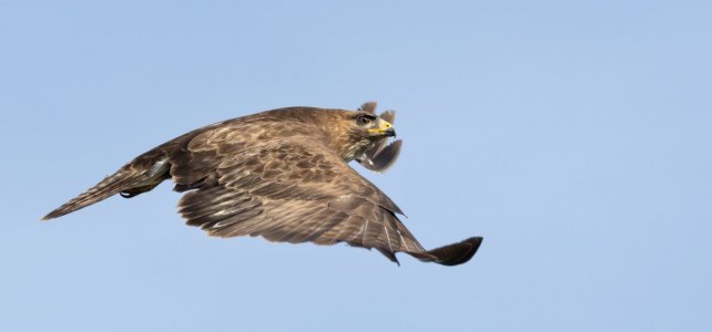 buizerd 3-7-2025 evening 1-2.jpg