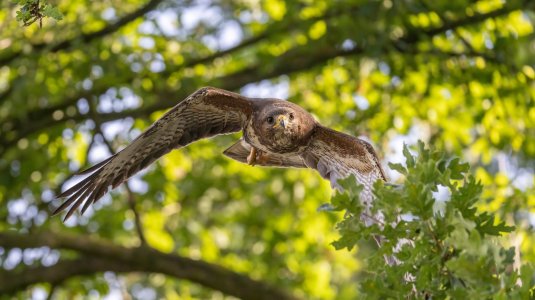 buizerd 3-7-2025 evening 4-3.jpg