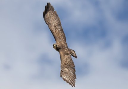 buizerd 3-7-2025-9.jpg