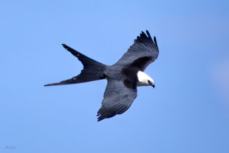 F2A6604 Swallow Tail Kite.jpg