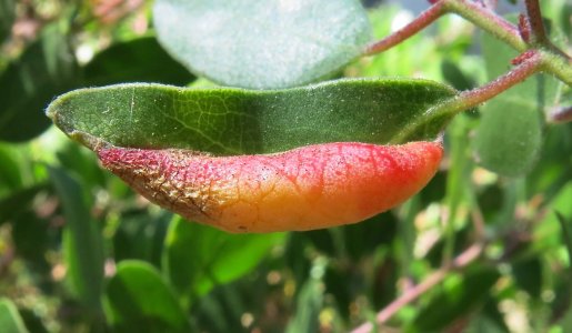 gall.manzan7.7.25A.jpg
