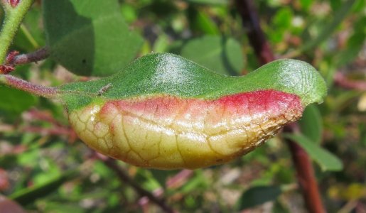 gall.manzan7.7.25B.jpg