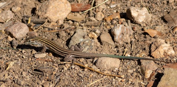 2083 Ash Canyon, AZ-Striped Whiptail.jpg