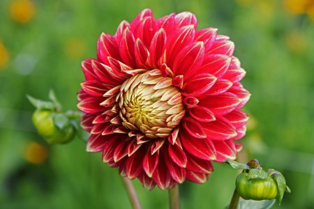 IMG_5998-dahlia.jpg