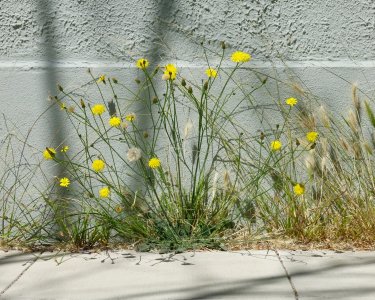 sowthistle.wall7.16.25.jpg sowthistle.wall7.16.25.jpg