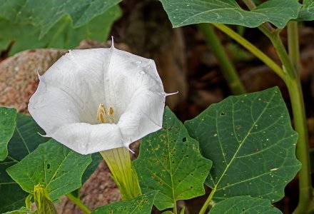 2285 Ash Canyon, AZ-Sacred Datura.jpg