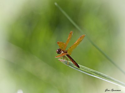 IMG_3288.jpg