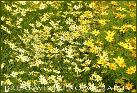Flowers_7_3_2016-1.jpg