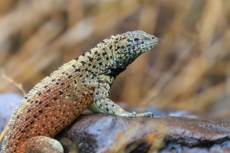 EspLavaLizard-250709.jpg