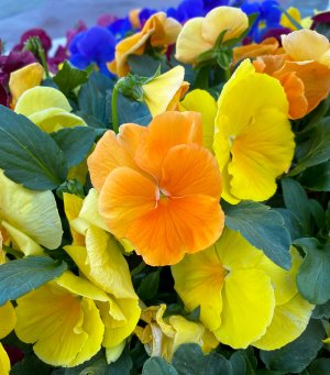 IMG_2589-COPY-1-WEB$.jpg