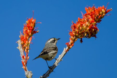 0942 Ash Canyon, AZ-Black-throated Gray Warbler (M).jpg