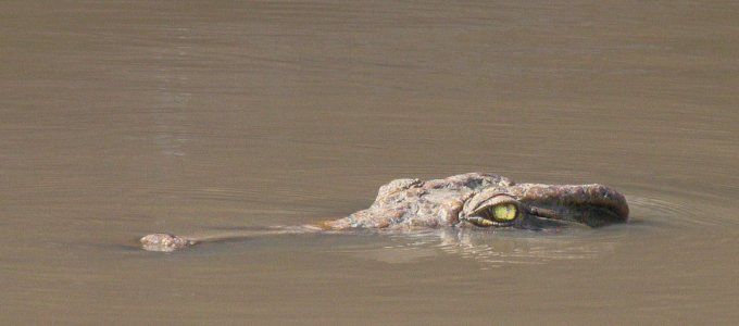 Nile crocodile.JPG