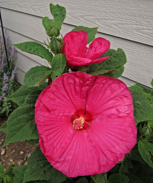 Hibiscus_LunaRose072325_SVGflwr020x.JPG