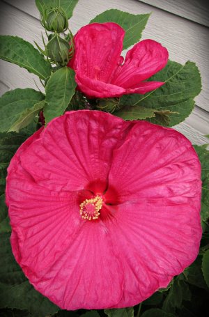 Hibiscus_LunaRose072325_SVGflwr022xccv.JPG