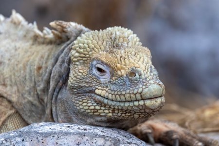 SantaFeIguana-250706.jpg