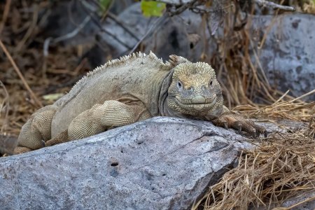 SantaFeIguana-250706-2.jpg