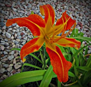 DayLily072625_SVGflwr021x.JPG