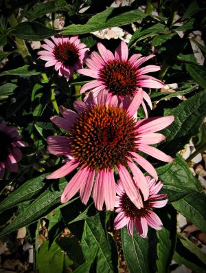 EchinaceaPink072625_SVGflwr020x.JPG