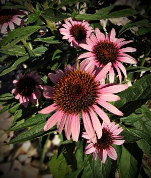 EchinaceaPink072625_SVGflwr021x.JPG
