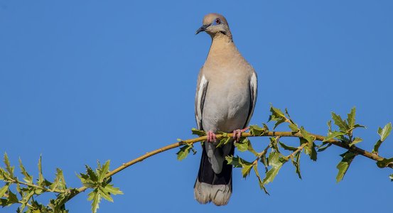 2420 Ash Canyon, AZ-White-winged Dove.jpg