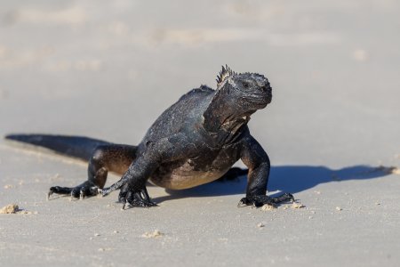MarineIguana-250704.jpg