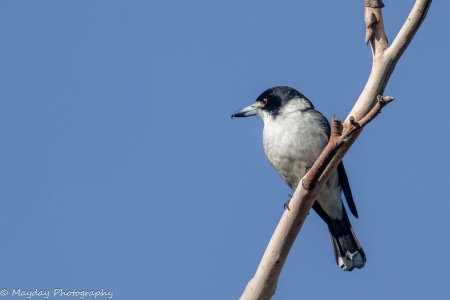 R5II0260.jpg