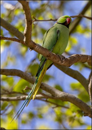 53712_Rose-ringed parakeet.jpg