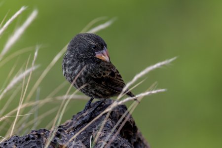 MediumGFinch-250710.jpg