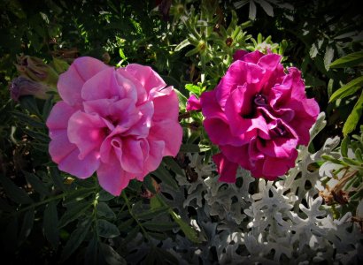 HybridPetunias072725_SVG031x.JPG
