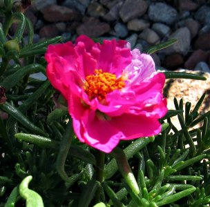 PortulacaBloom072725_SVGflwr012x.JPG
