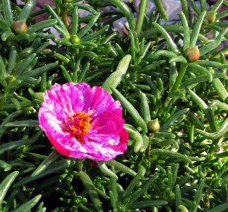 PortulacaBloom072725_SVGflwr011x.JPG