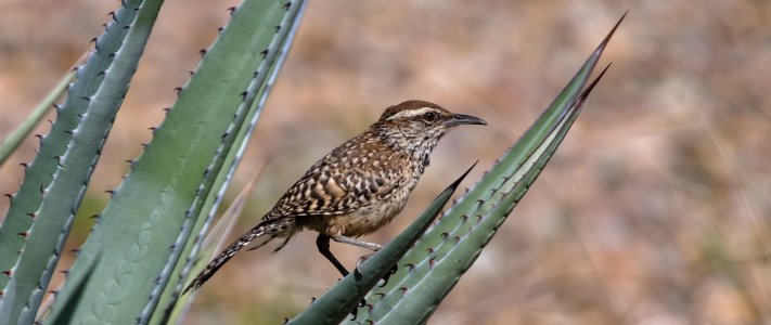 2468 Miller Canyon, AZ-Cactus Wren.jpg