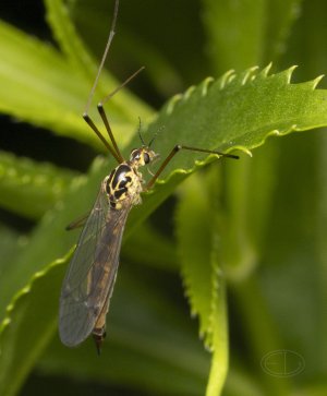 R7_E8892 Crane Fly.jpg R7_E8892 Crane Fly.jpg