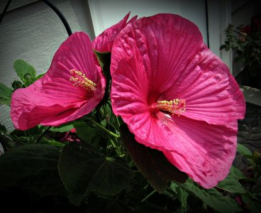 Hibiscus_LunaRose072925_SVGflwr020x.JPG