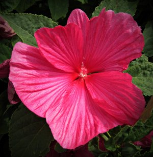 Hibiscus_LunaRose072925_SVGflwr022xk.JPG