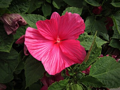 Hibiscus_LunaRose072925_SVGflwr023xfv.JPG