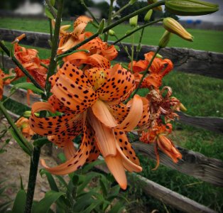 TigerLilies072925_SVGflwr020x.JPG