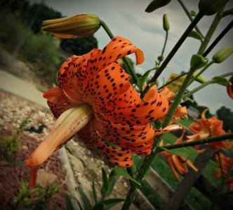 TigerLilies072925_SVGflwr021x.JPG