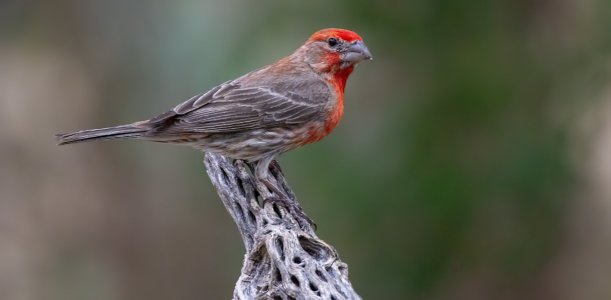2366 Ash Canyon, AZ-House Finch (M).jpg