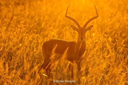 day4_1721_bryanpereira.jpg
