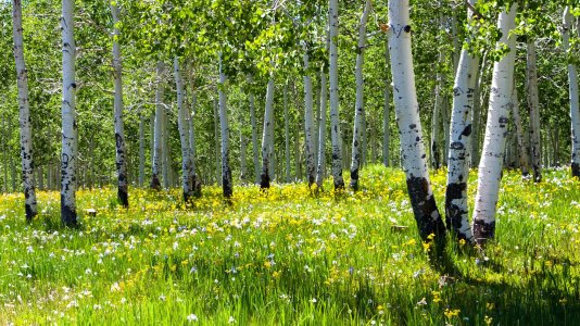 2665 Geyser Pass, UT.jpg