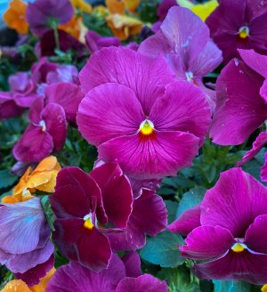 IMG_2596-COPY-1-WEB$.jpg