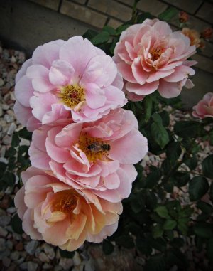 DistantDrums_HoneyBee073125_SVGbrosehb071x.JPG