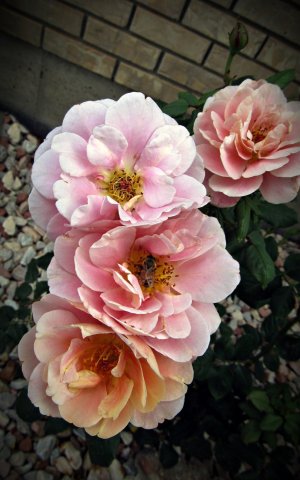 DistantDrums_HoneyBee073125_SVGbrosehb070x.JPG