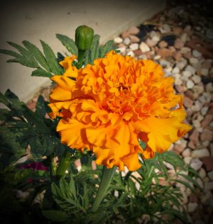 MarigoldGoldenYellow073125_SVGflwr050x.JPG