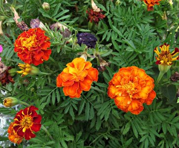 MarigoldsSmiles073125_SVGflwrs050x.JPG