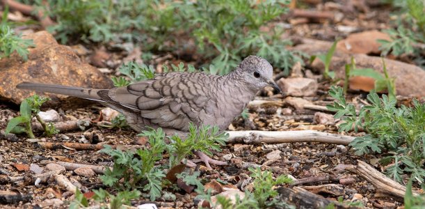 2310 Ash Canyon, AZ-Inca Dove.jpg