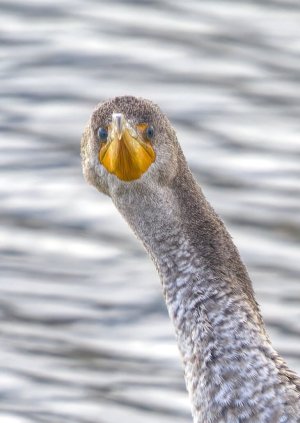 a864cfc9dd70e_1156145.jpeg a864cfc9dd70e_1156145.jpeg