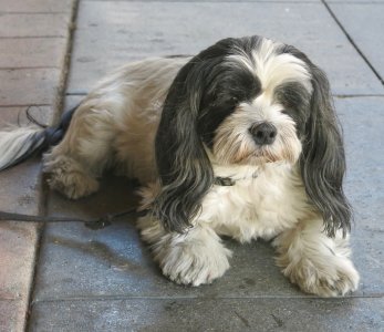 dogAAStar11.07.24.jpg